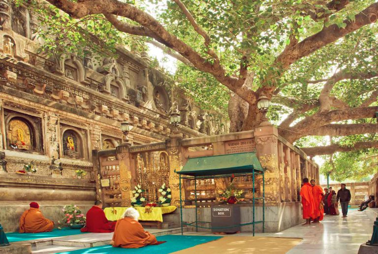 A Brief Guide to The Sacred Trees of India Tales by Trees