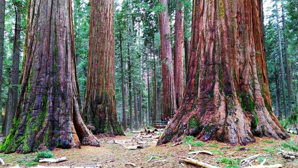 Hyperion - The World's Tallest Tree - Tales by Trees